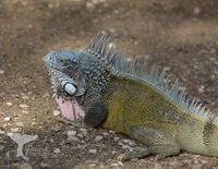 Iguana (Iguanidae) Curacao 2022