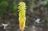 Hummingbird (Trochilidae) Curacao 2022