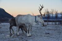 Reindeer/Caribou (Rangifer tarandus) Norway 2022
