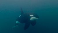 Swimming with male orca, DJI, Norway 2022