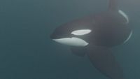 Male orca under water, DJI, Norway (Orcinus)