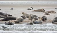 harbour seals (Phoca vitulina) and gray seals (Halichoerus Grypus)