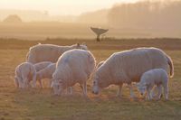 Texel sheep (Ovis aries) Texel 2023