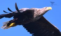 White tailed Eagle, Andenes september 2024