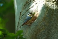 Nuthatch (Sitta europaea) Denmark 2024