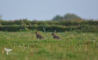 Hares (Genus Lepus) Texel 2023