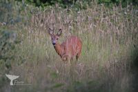 Roe deer (Capreolus capreolus) Veluwe 2023