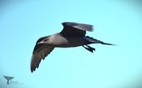 Kleine jager, Lovund 24 juli 2024. Parasitic Jaeger (Stercorarius para