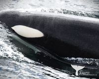 Orca, Killer Whale Norway september 2024