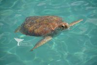 Green Turtle (chelonia mydas) Curacao 2022