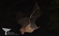 long-tongued bat (Glossophaga elongata) Curacao 2022