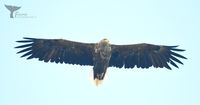 White-tailed Eagle ( Haliaeetus albicilla) zeearend, Andenes nov &#039;24