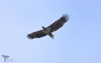 Zeearend, 24 juli 2024. White tailed eagle (Haliateetus albicilla)