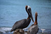 brown pelican, Curacao, March 2022 (Pelecanus occidentalis)