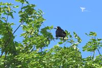 Rook (Corvus frugilegus)