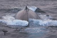 Humpback whale Norway (Megaptera novaeangliae)