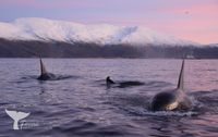 Orca&#039;s, Norway (Orcinus orca)
