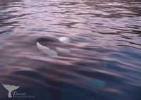 Orca, Norway 2022 (Orcinus)