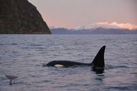 Orca, Norway 2022 (Orcinus)