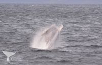 humpback, (Balaena novaeangliae)Norway 2022