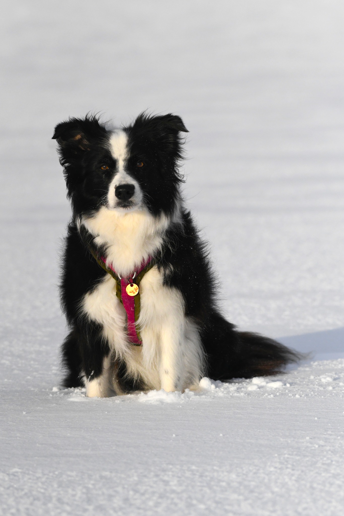 Marley in de sneeuw 2.jpg
