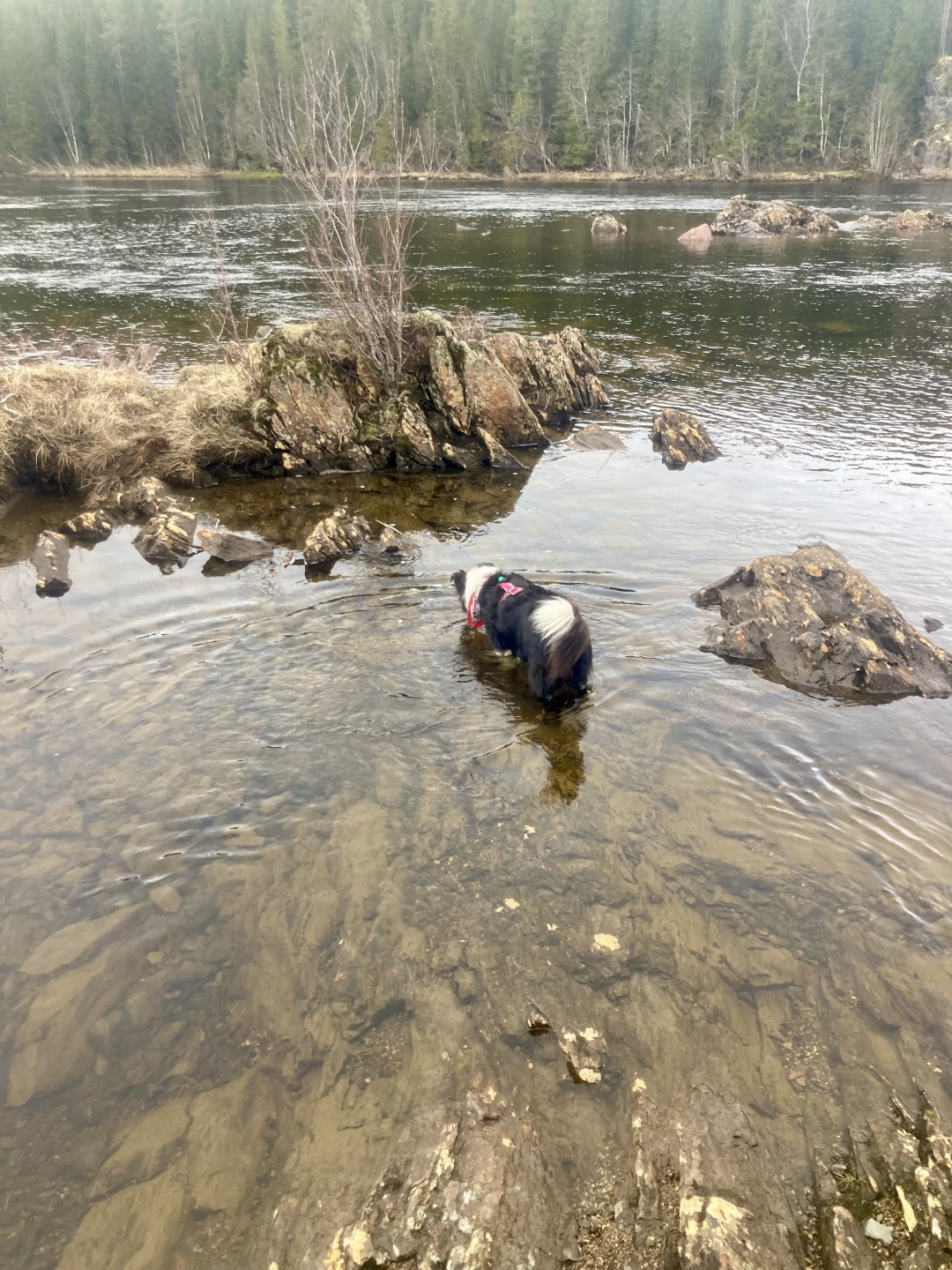 Marley in rivier.jpeg
