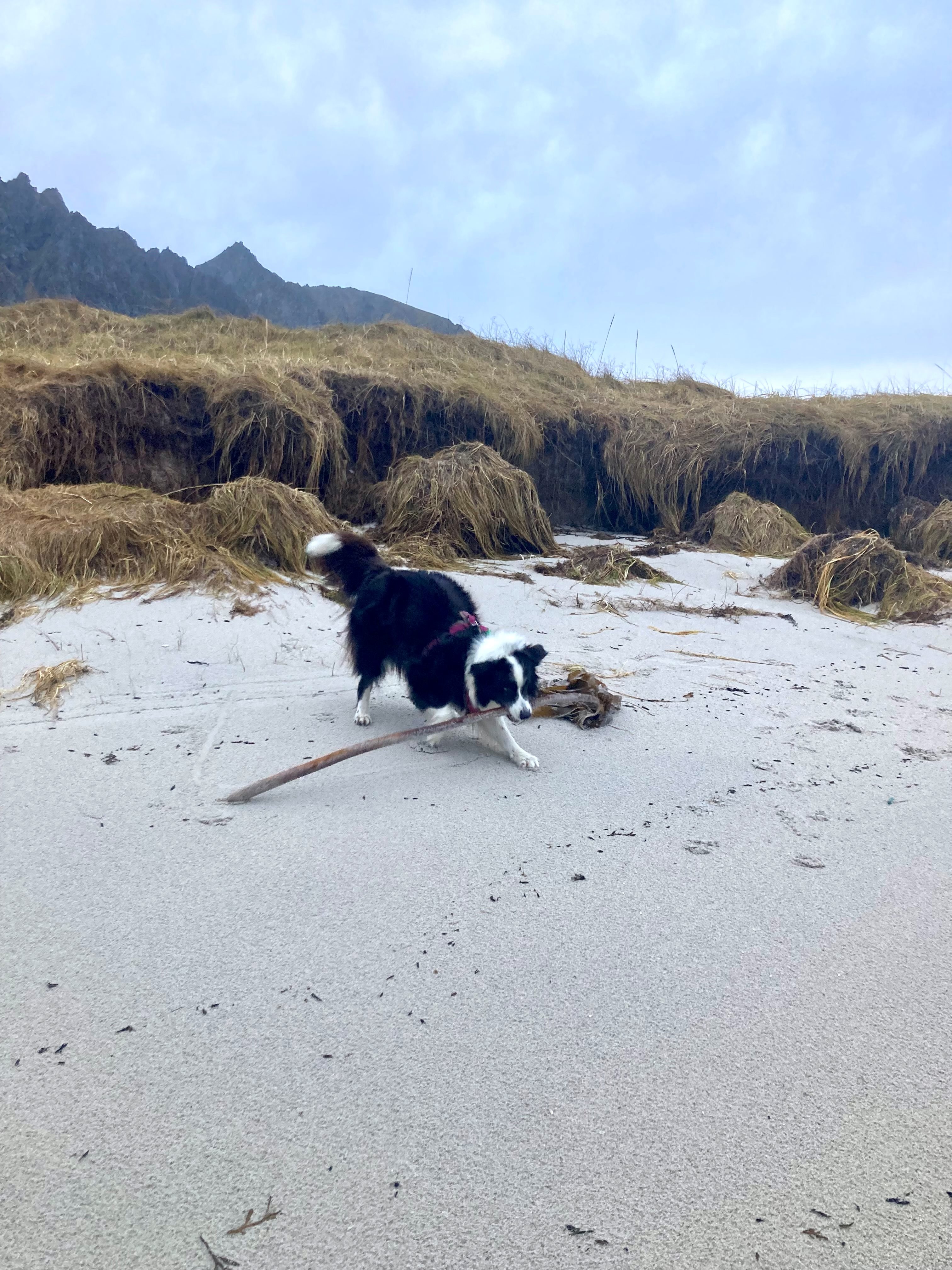 Marley met zeeplant.jpg