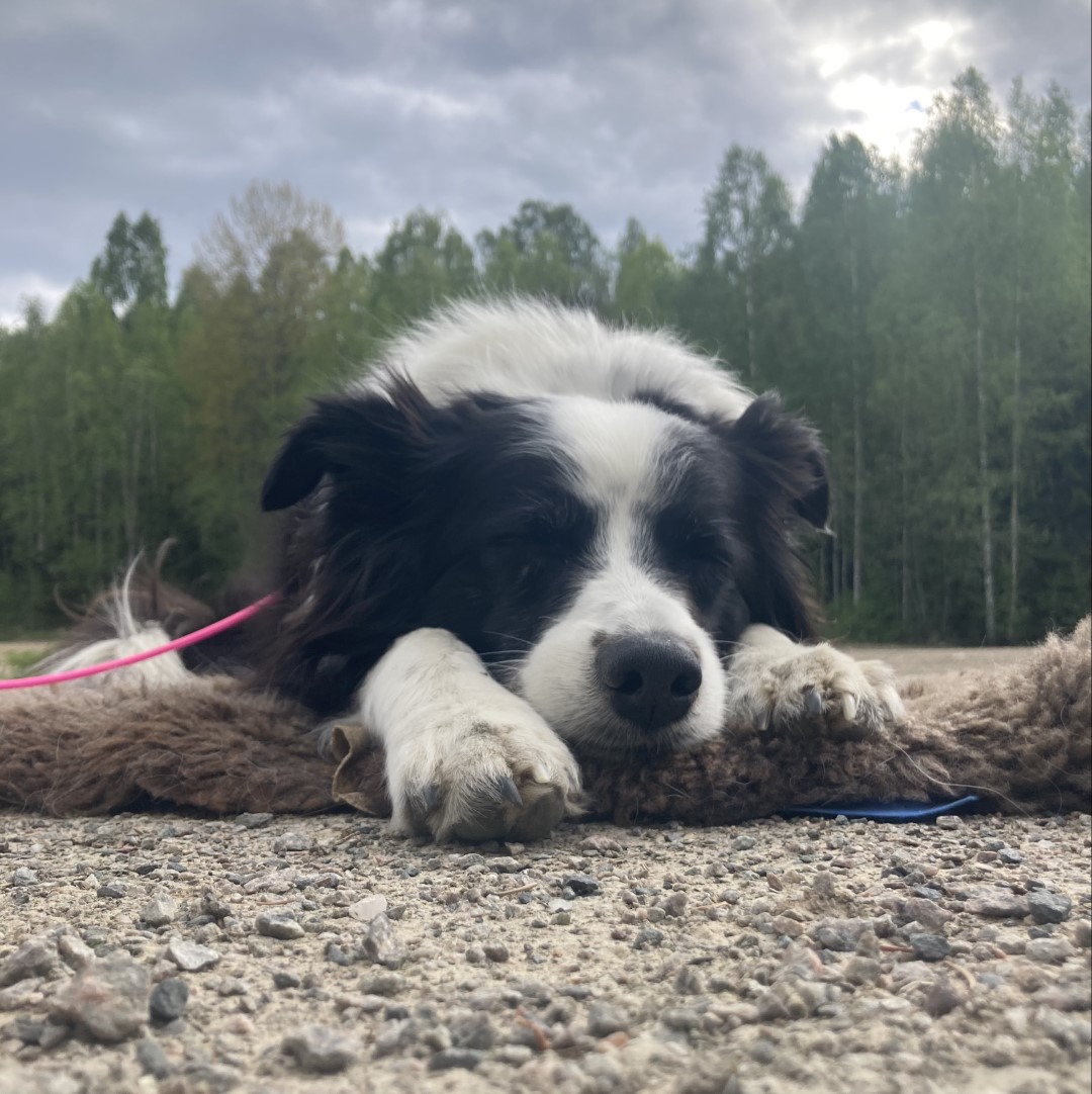 Marley moe.jpeg