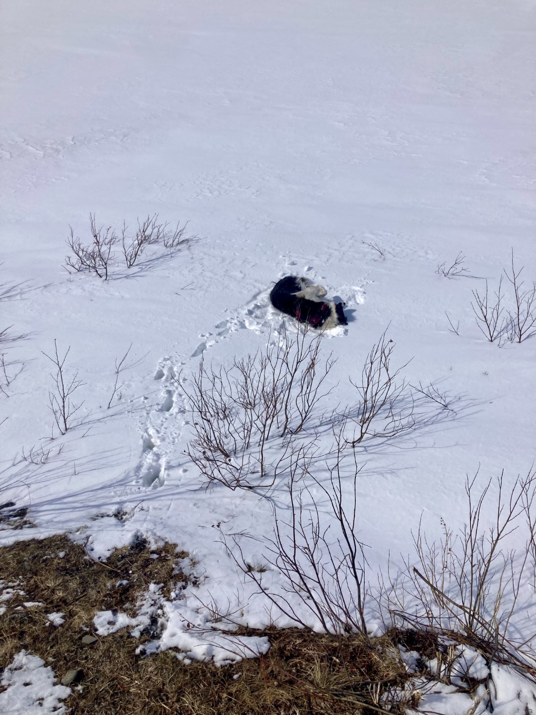 Marley rolt in sneeuw.jpeg