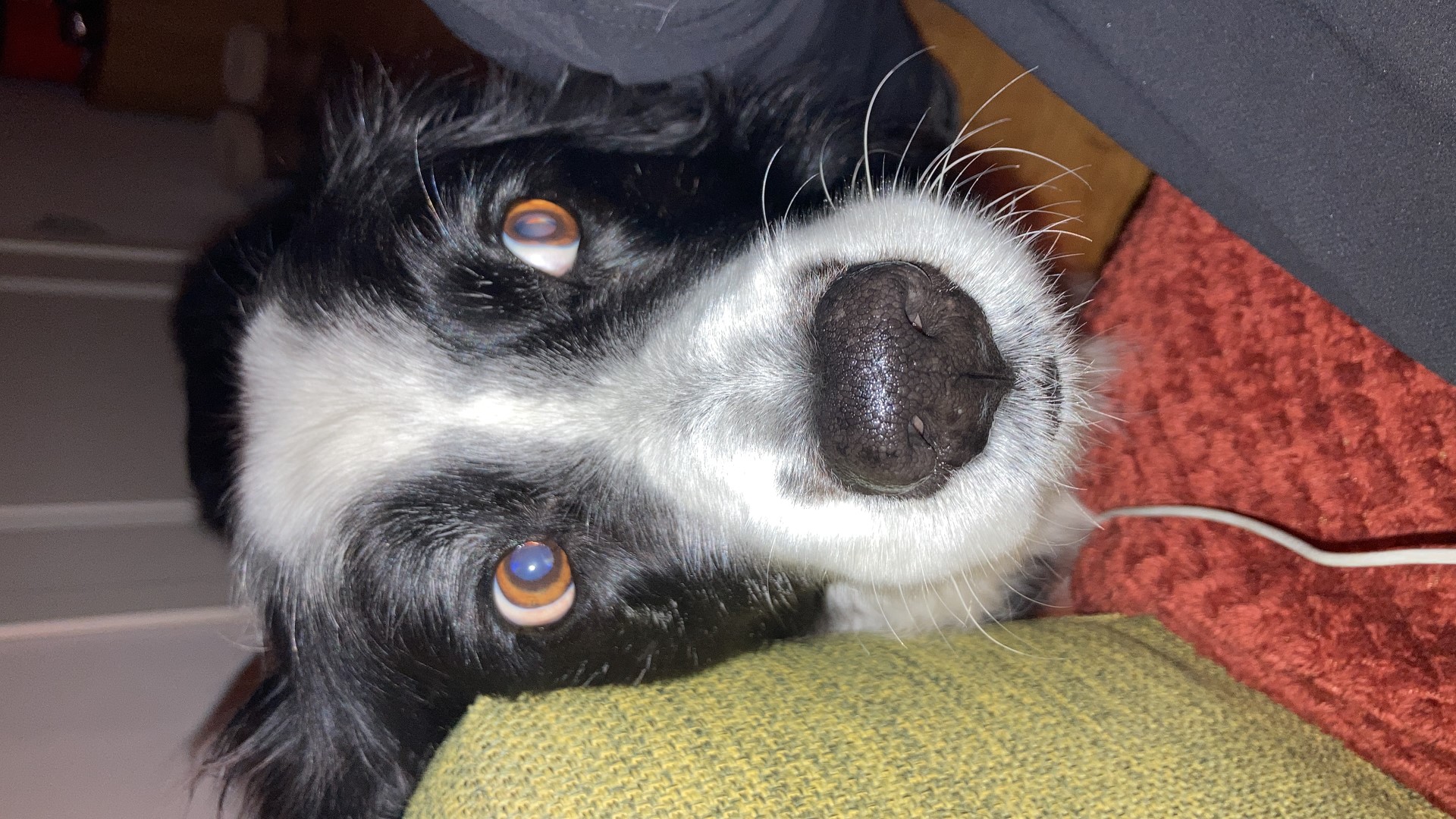 Marley stout.jpeg