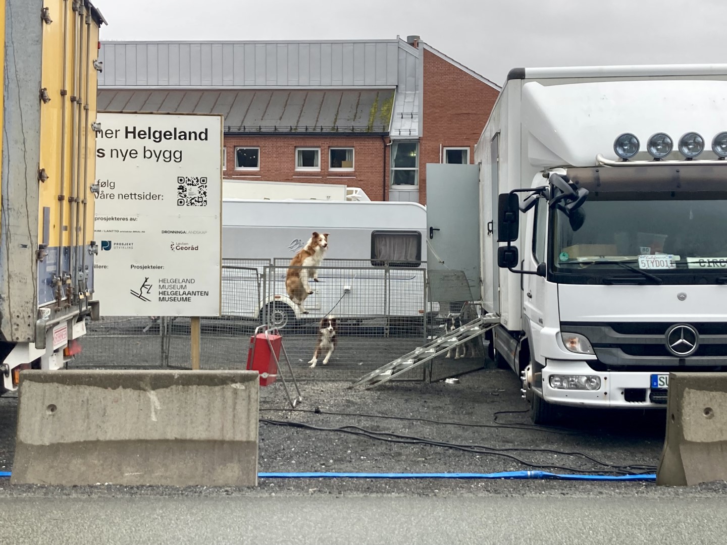 circus honden.jpeg