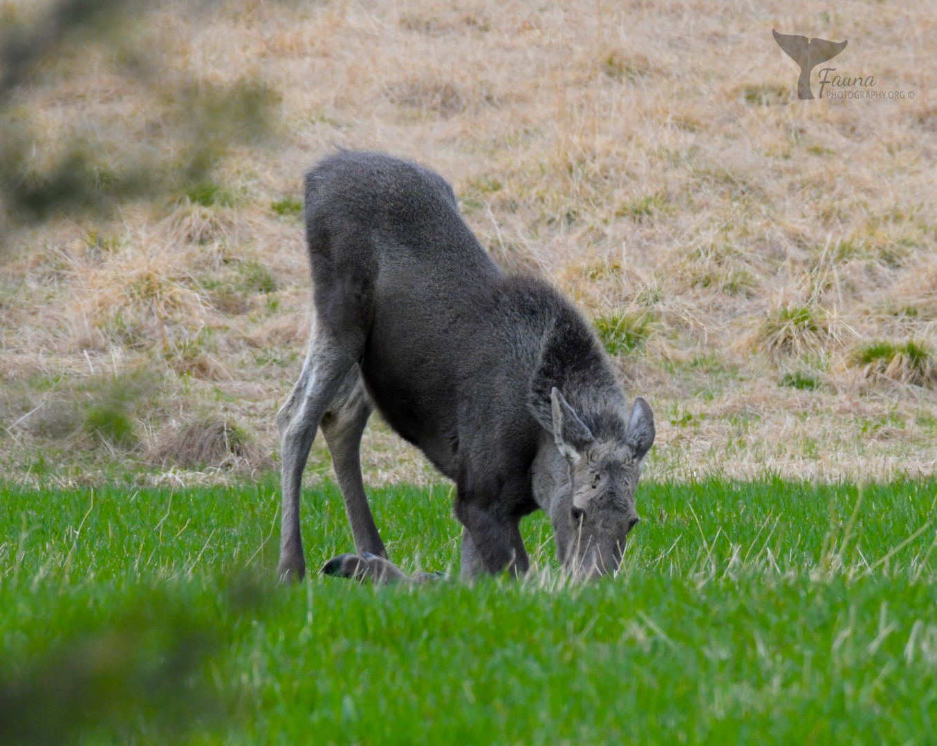 jonge eland graast in tuin.jpg
