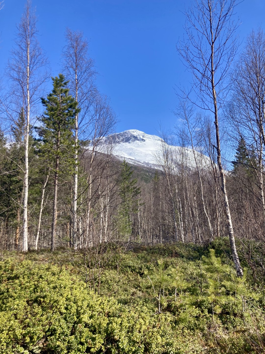 witte bergtop in groen.jpeg